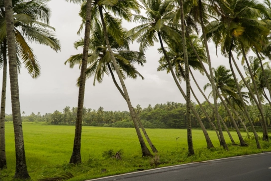 A Different Rhythm: Everyday Life During the Monsoon in Goa