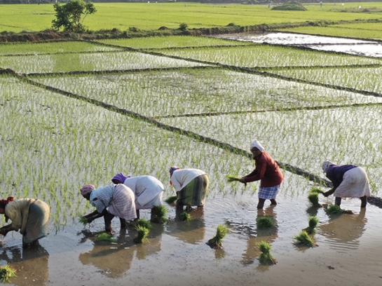 GOA’S AGRICULTURAL DIVERSITY