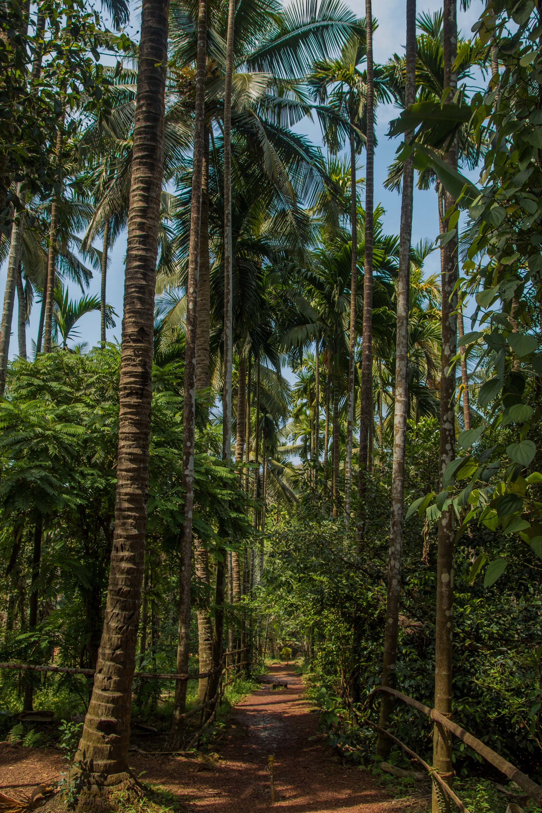 Goa Tree Image How Trees Shape Beautiful Homes in Goa