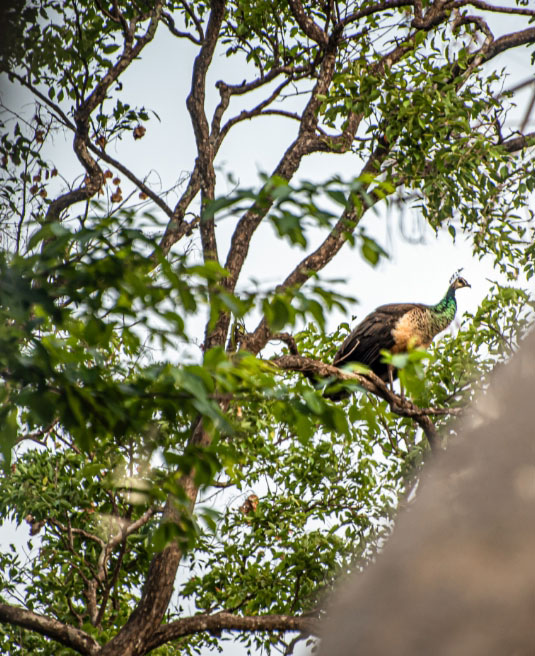 Indigenous Trees