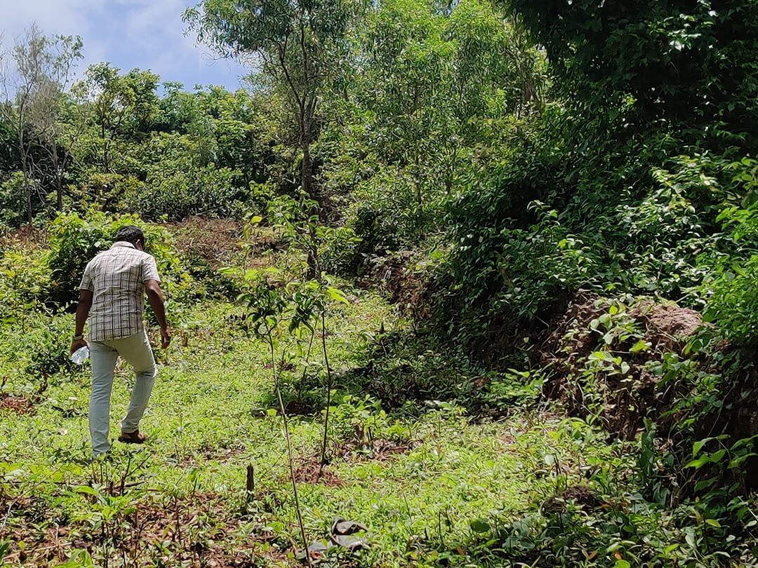 Plantation Drive