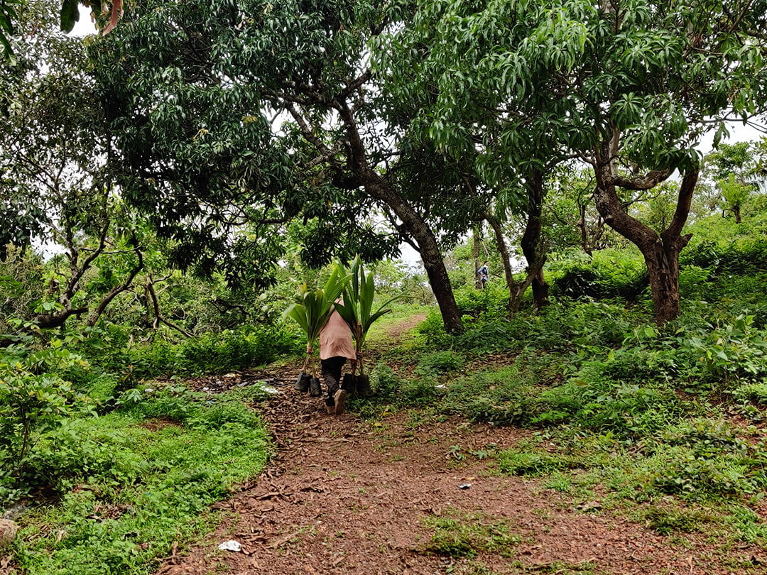 Plantation Drive