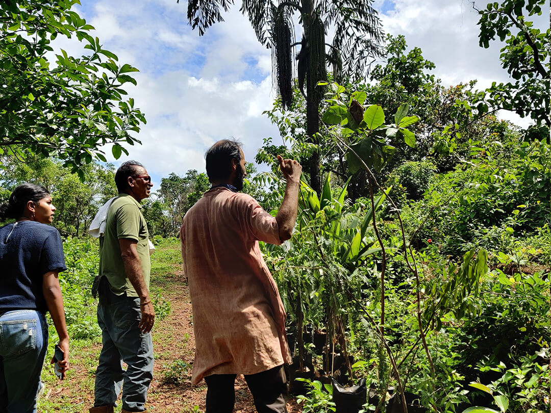 Plantation Drive